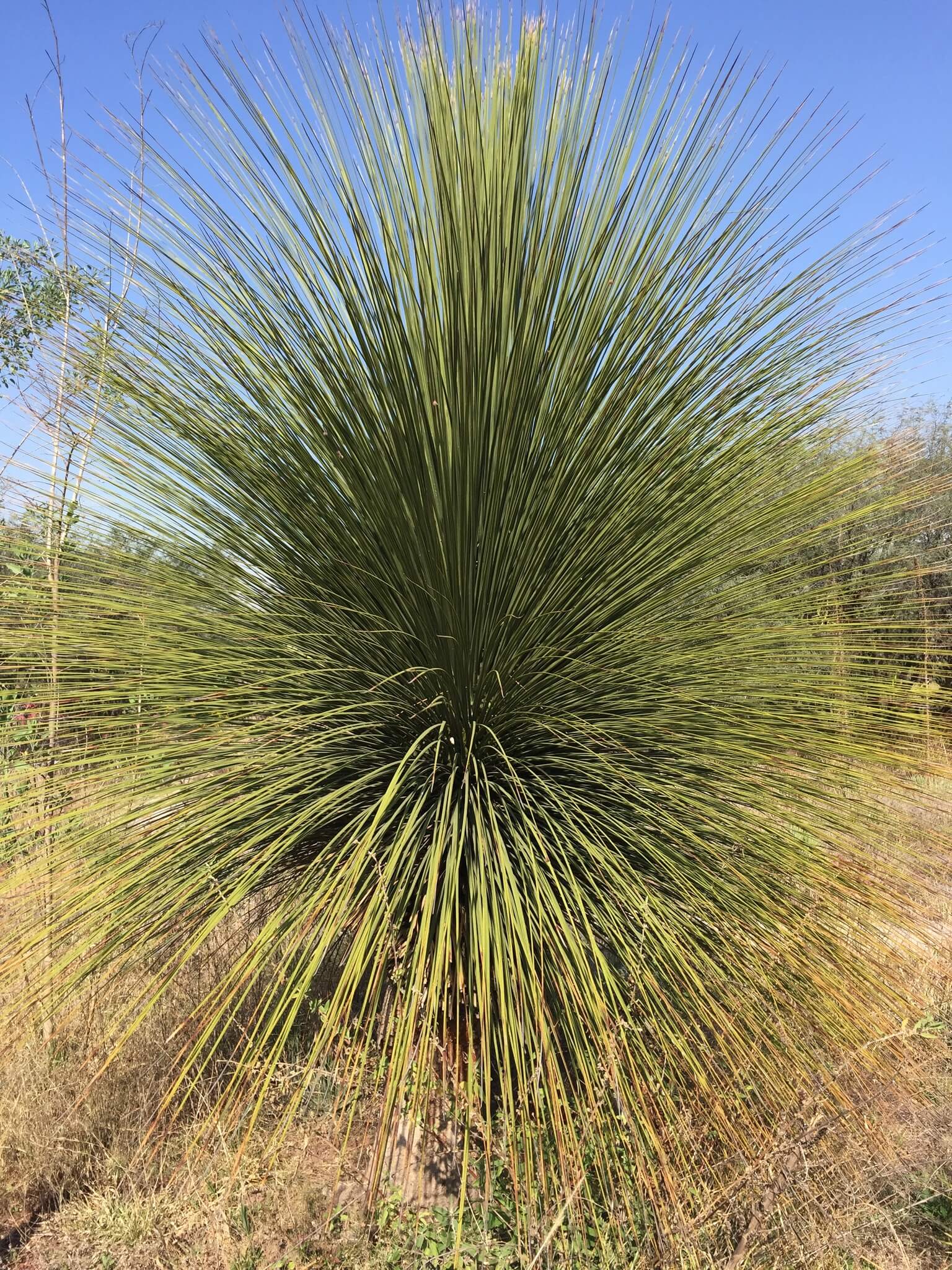 Dasylirion acrotrichum